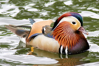 Mandarin Duck (Drake)