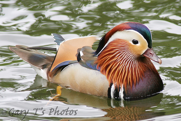 Mandarin Duck (Drake)