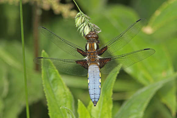 Broad-bodied Chaser (Male)