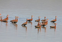 Black-bellied Whistling Duck (Adults)