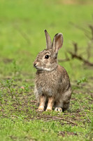 European Rabbit (Oryctolagus cuniculus - Juvenile)