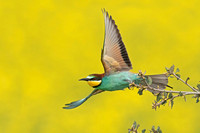 European Bee-eater