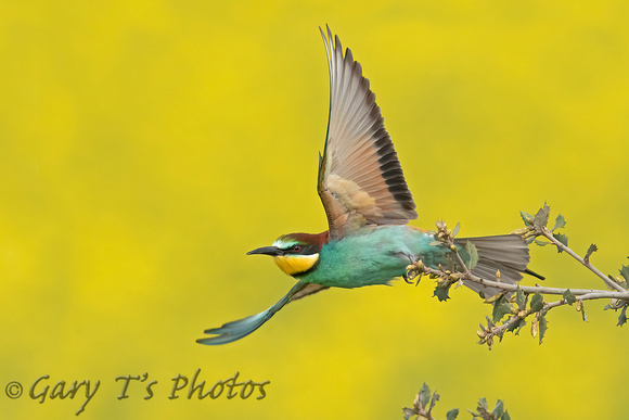 European Bee-eater