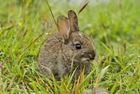 European Rabbit (Oryctolagus cuniculus - Juvenile)