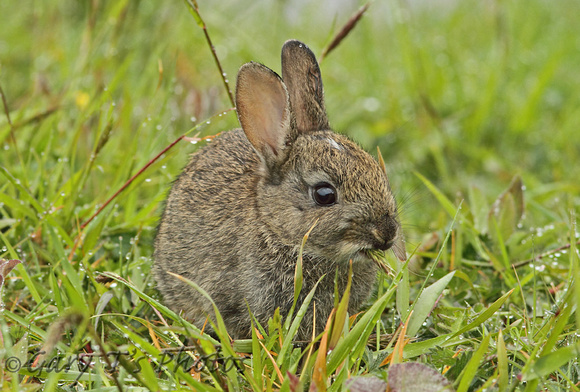 European Rabbit (Oryctolagus cuniculus - Juvenile)