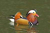 Mandarin Duck (Drake)