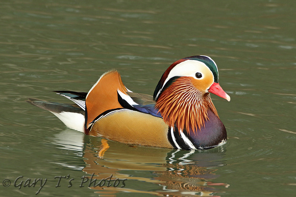 Mandarin Duck (Drake)