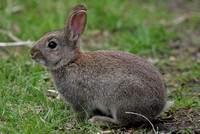 European Rabbit (Oryctolagus cuniculus - Juvenile)