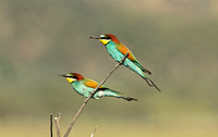 European Bee-eater (Pair)