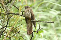 Common Cuckoo (Juvenile)