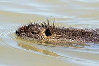 Coypu (Adult)