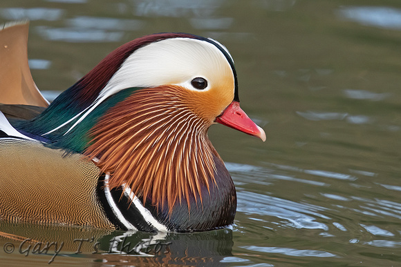 Mandarin Duck (Drake)