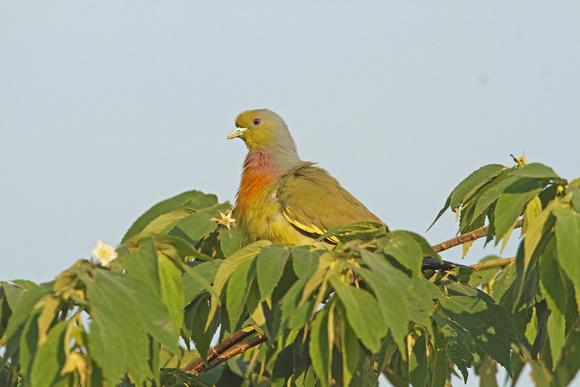 Orange-breasted Green Pigeon (Male)