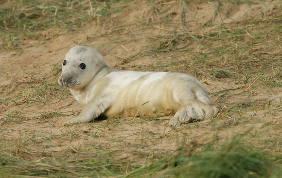 Grey Seal (Pup)