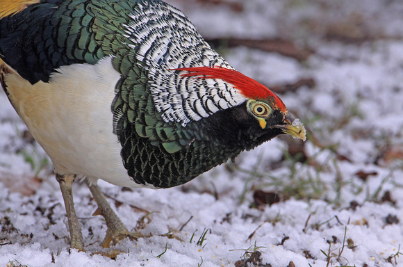Lady Amhersts Pheasant (Male)