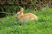 European Rabbit (Oryctolagus cuniculus - Juvenile)