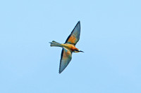 European Bee-eater