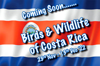 Bird of Costa Rica (23rd November-13th December 2022)