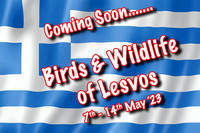 Birds of Lesvos (7th-13th May 2023)