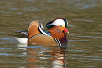 Mandarin Duck (Drake)