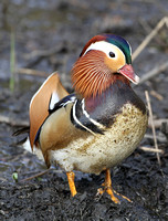 Mandarin Duck (Drake)