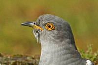 Common Cuckoo (Adult Male)