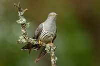 Common Cuckoo (Adult Male)