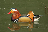 Mandarin Duck (Drake)