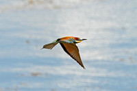 European Bee-eater