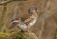 Mandarin Duck (Duck)