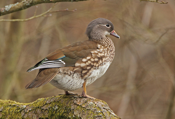 Mandarin Duck (Duck)