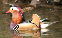 Mandarin Duck (Drake)