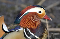 Mandarin Duck (Drake)