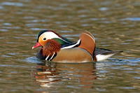 Mandarin Duck (Drake)