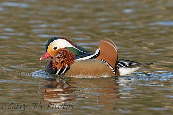 Mandarin Duck (Drake)