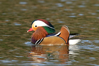 Mandarin Duck (Drake)