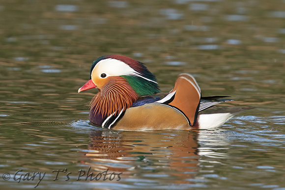 Mandarin Duck (Drake)