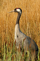 Common Crane (Adult)