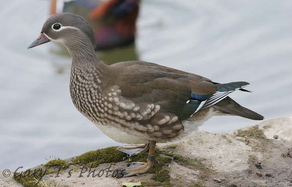 Mandarin Duck (Duck)