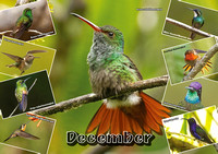 Costa Rica 2024 - December Photo