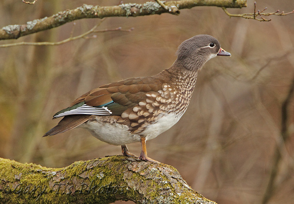 Mandarin Duck (Duck)