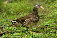 Mandarin Duck (Duck)