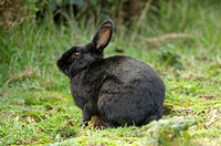 European Rabbit (Oryctolagus cuniculus - Adult)