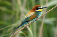 European Bee-eater