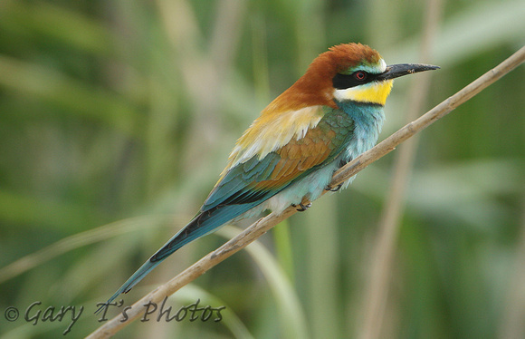 European Bee-eater