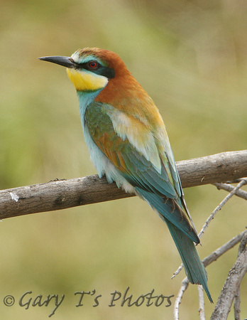 European Bee-eater