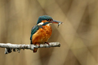 Common Kingfisher (Female)