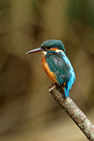 Common Kingfisher (Female)