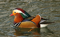 Mandarin Duck (Drake)