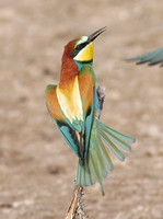 European Bee-eater